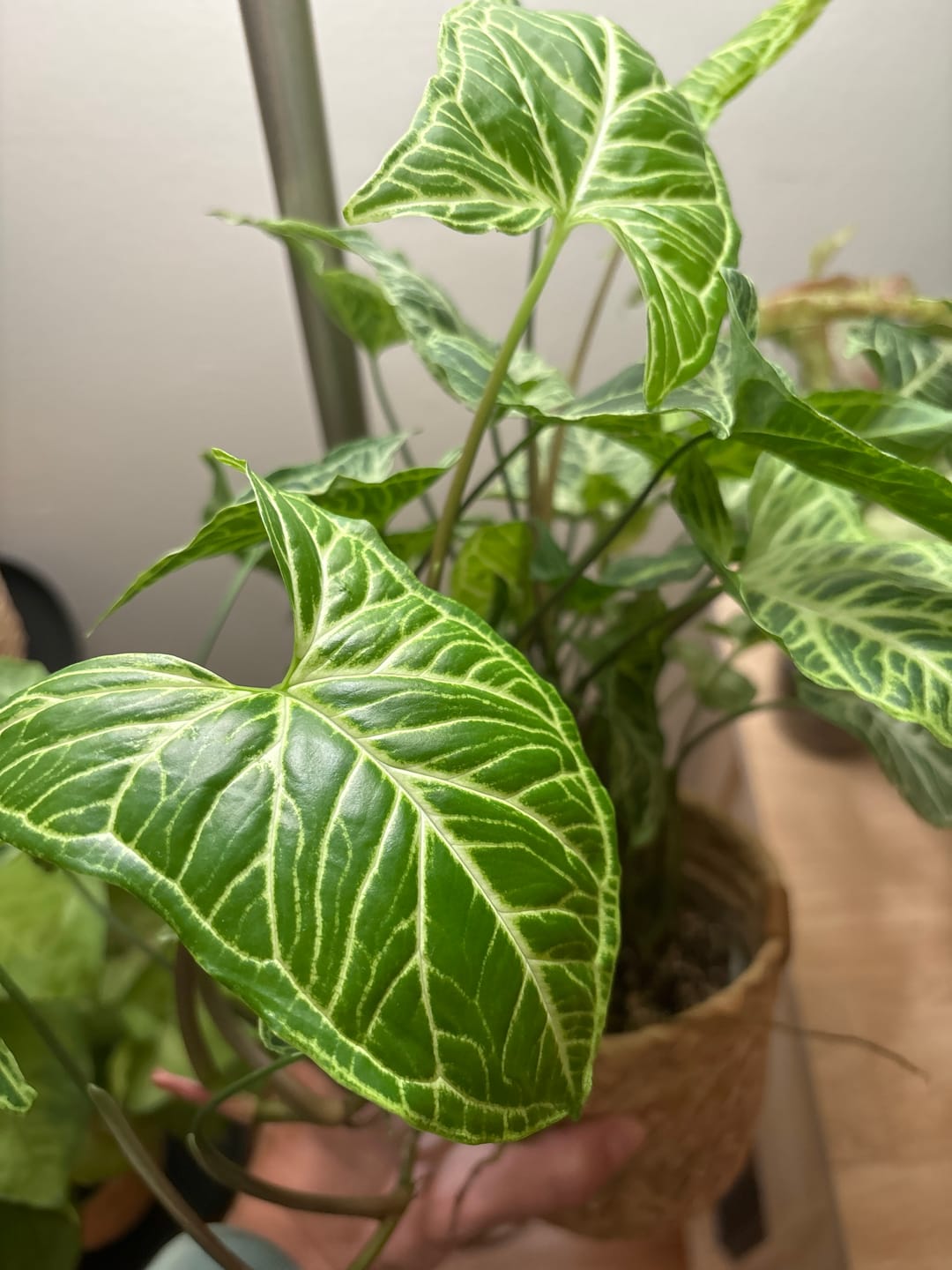 Customer photo review of Syngonium podophyllum 'Batik'