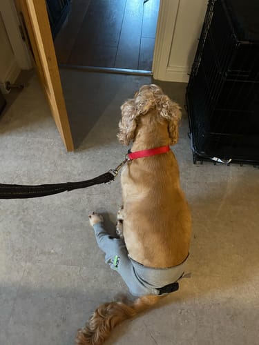 Customer photo review of Lick Sleeve