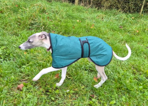 Customer photo review of Vetra - Warm Sighthound Coat with Zip Harness Hole