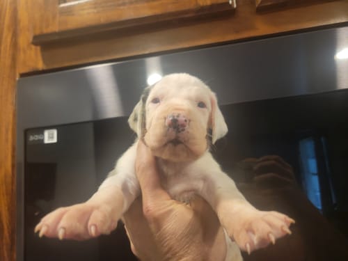 Customer photo review of Long Weekend - Judy Blue Button Fly Trouser Flare Jeans