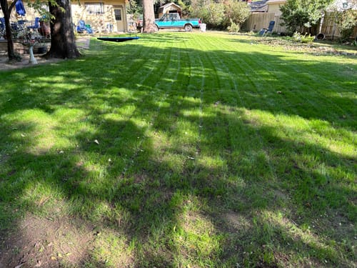 Customer photo review of GCI Turf Type Tall fescue Grass Seed