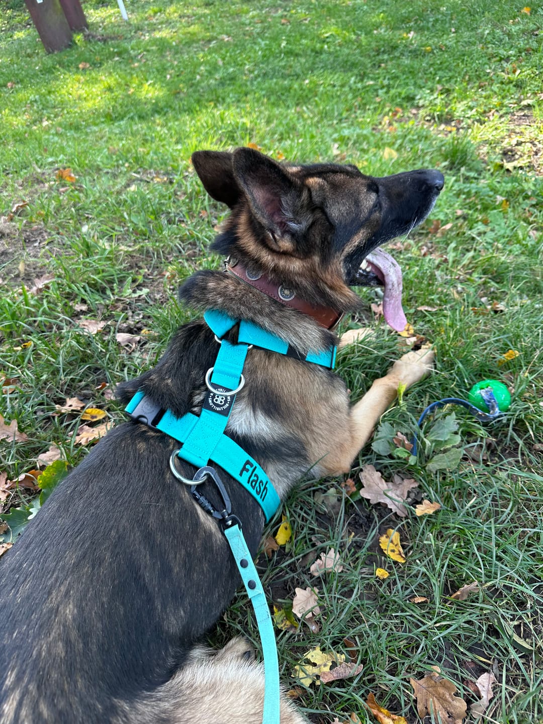 Customer photo review of TRI-Harness® | Anti-Pull, Adjustable & Durable - Dog Trainers Choice - Turquoise v2.0