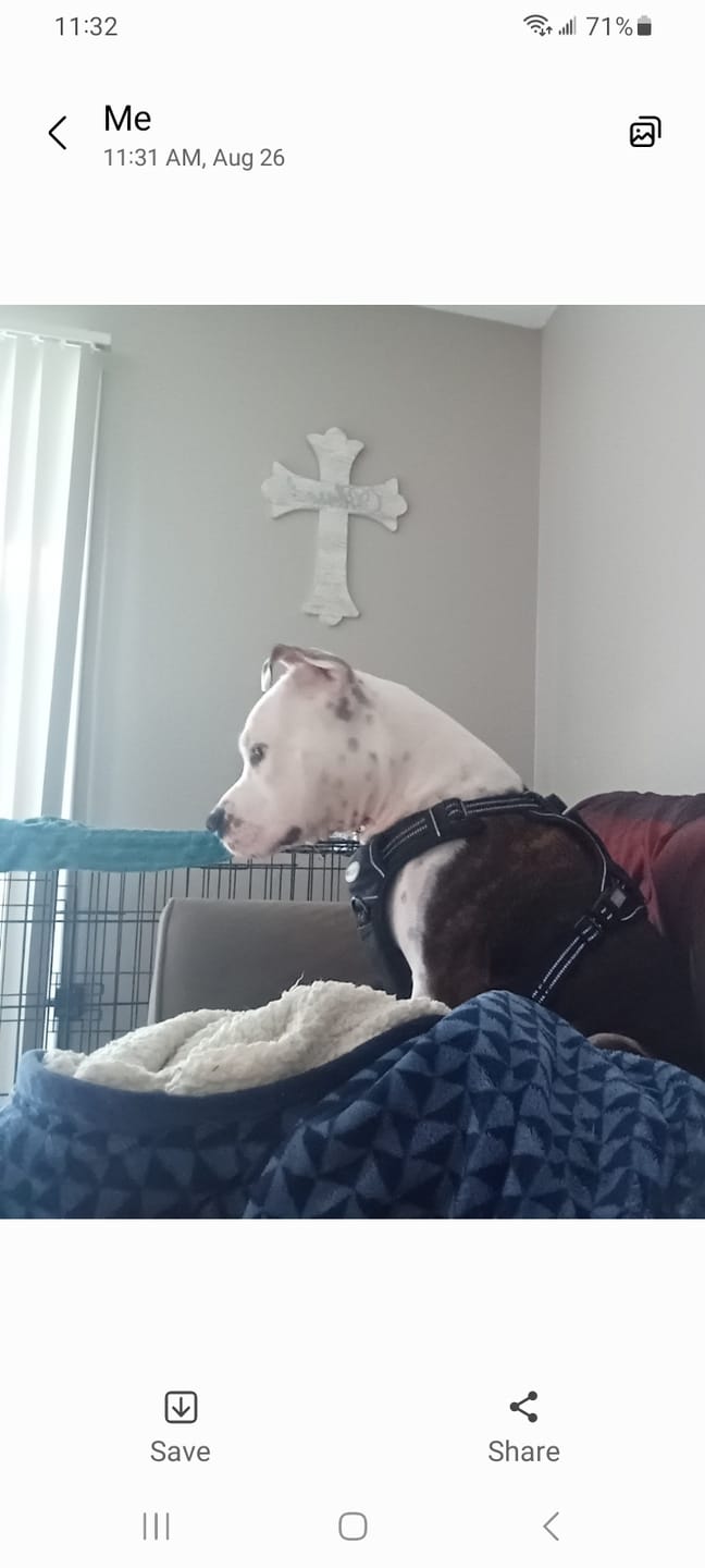 Customer photo review of Power Bully Sticks - 6 Inch