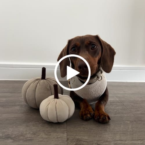 Customer video review of Marshmallow┃Bouclé Adjustable Harness