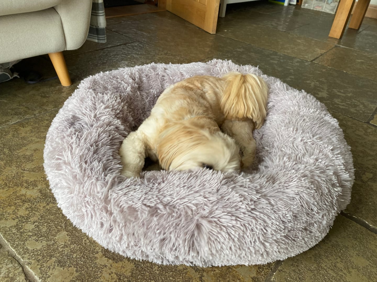 Customer photo review of Calming Dog Bed