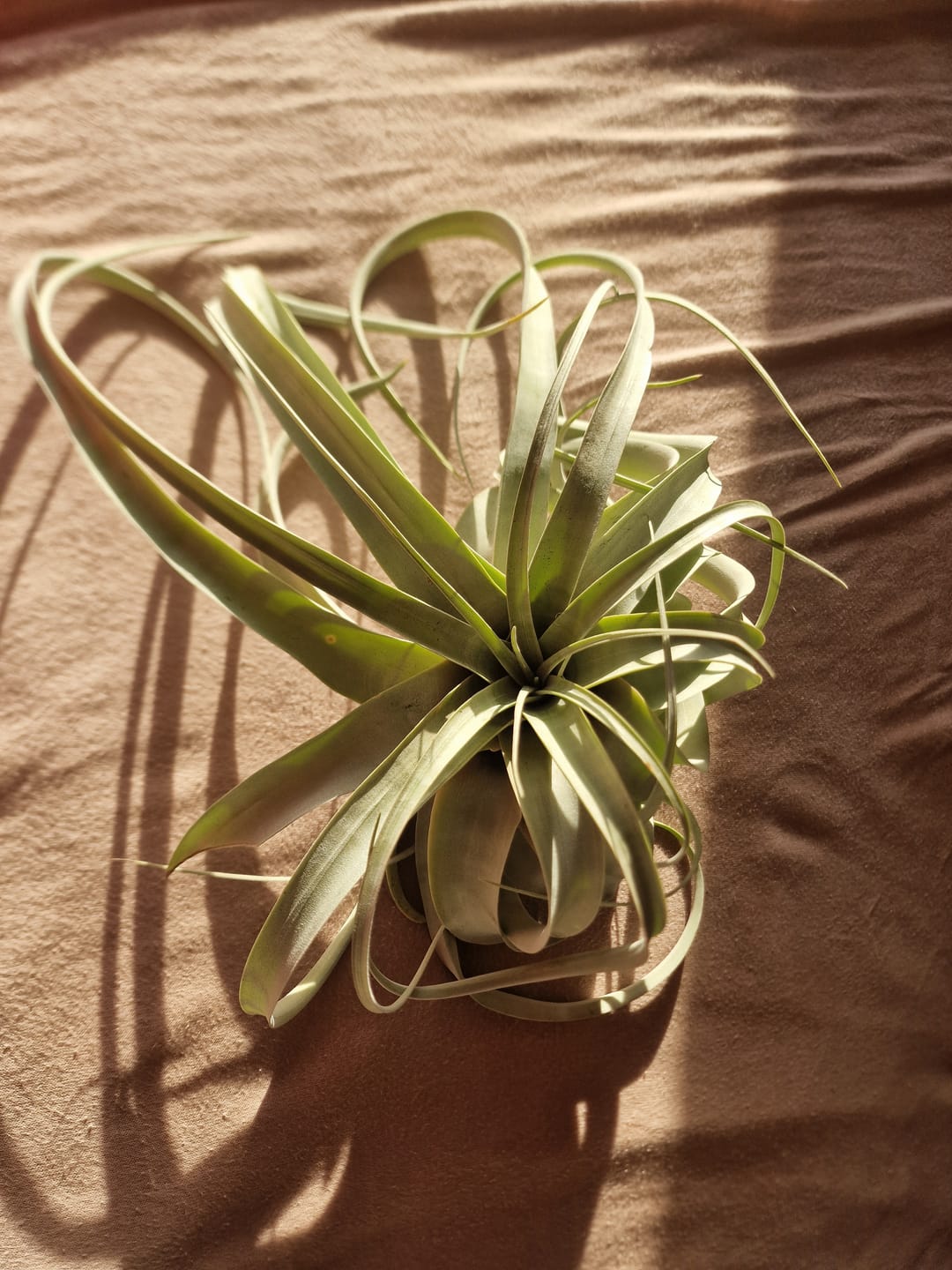 Customer photo review of Tillandsia xerographica