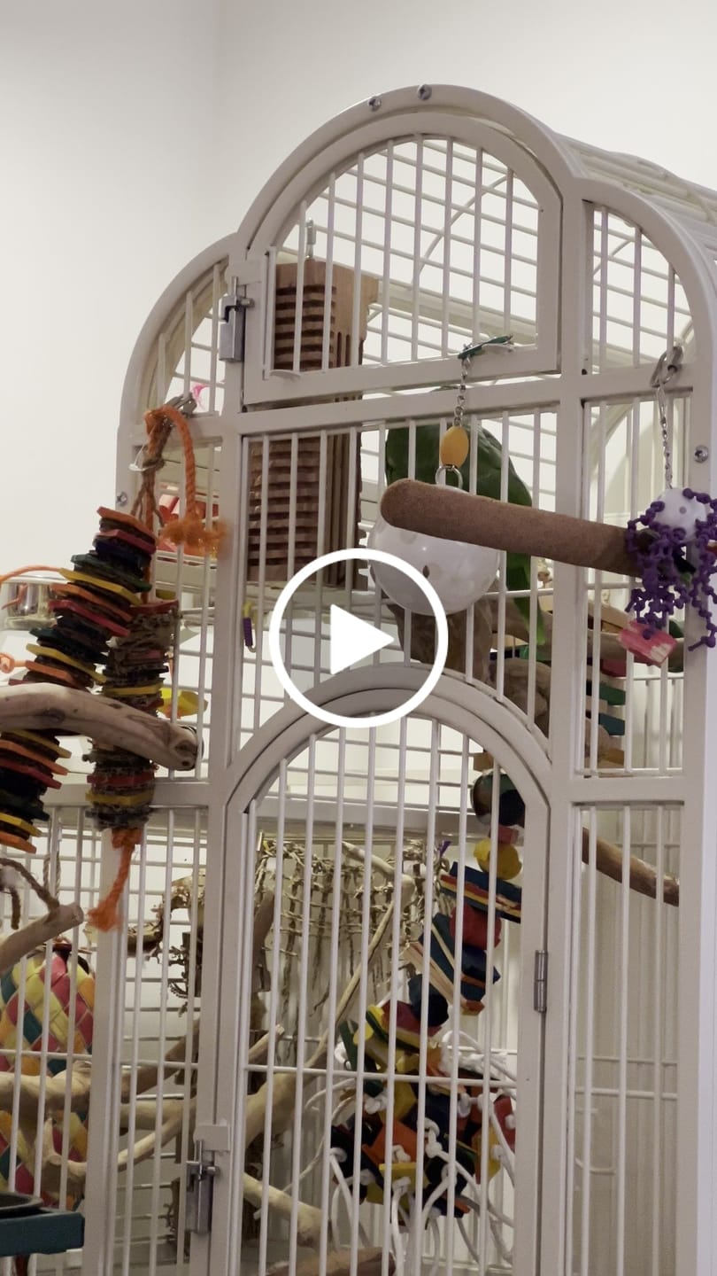 Customer video review of Big Chippy - The Ultimate Toy For Big Birds