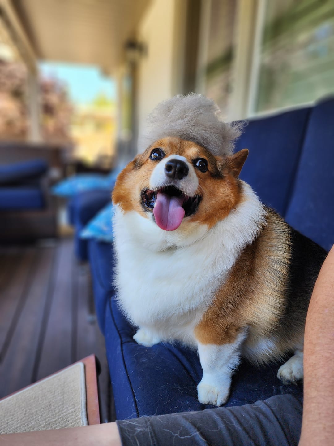 Customer photo review of Original Pet Grooming Vacuum Kit
