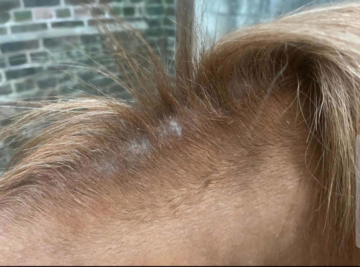 Customer photo review of Horse Skin Rescue Bundle
