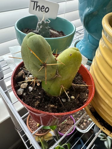Customer photo review of Penis Cactus | Short Form | Trichocereus bridgesii monstrose