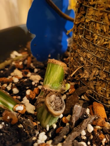 Customer photo review of Muddis Paste (Keiki Paste)