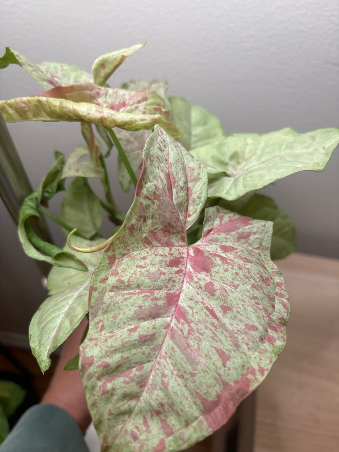 Customer photo review of Syngonium podophyllum 'Milk Confetti'