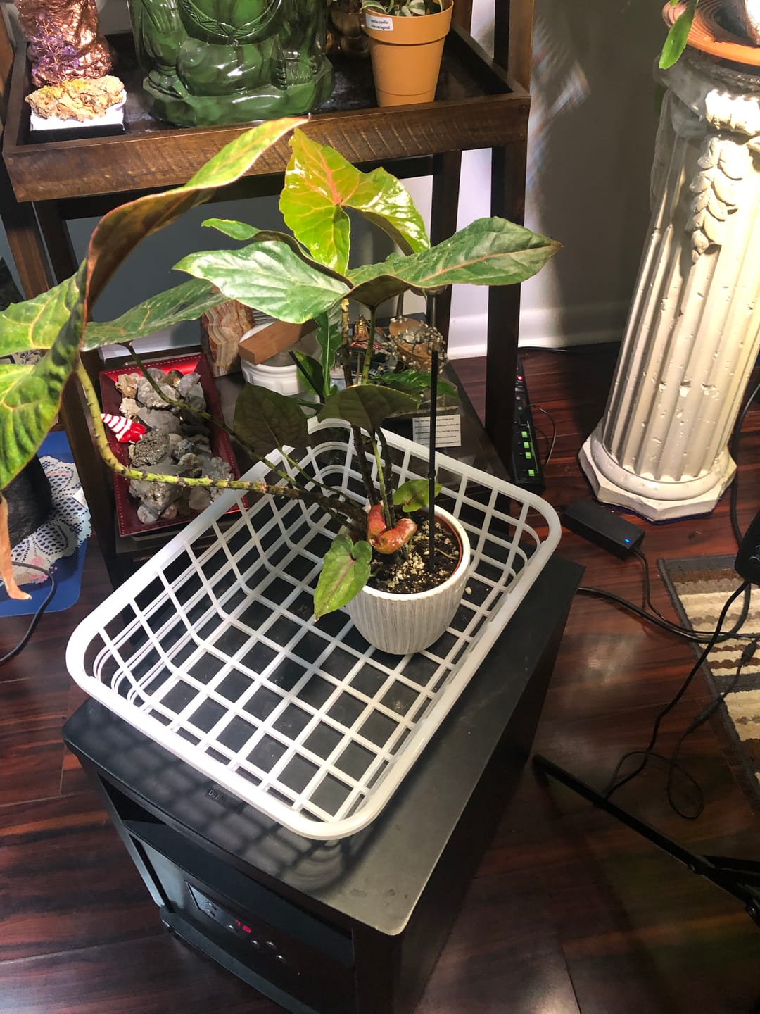 Customer photo review of Cyrtosperma johnstonii
