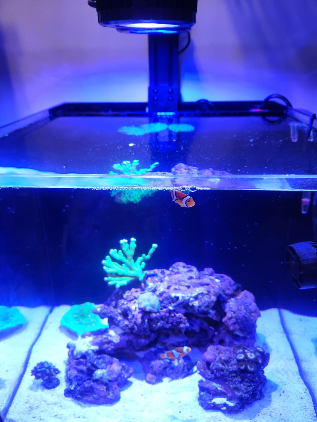 Customer photo review of Pixel LED Bundle