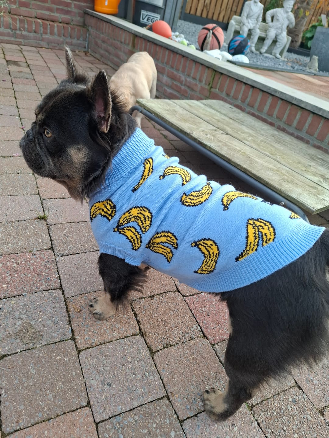Customer photo review of Banana Knit Dog Sweater