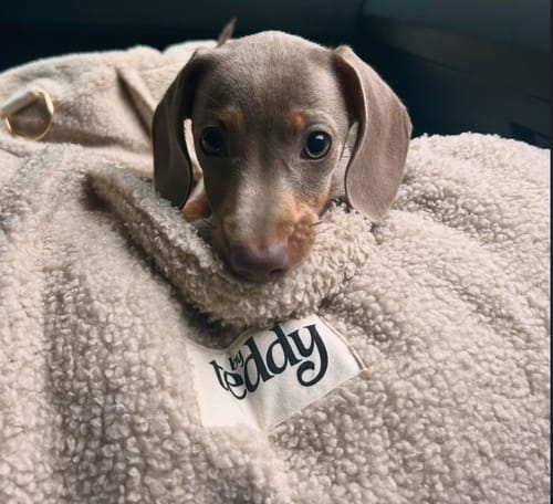 Customer photo review of The Cosy Car Seat (PRE-ORDER)