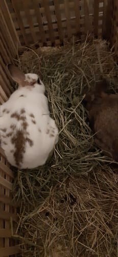 Customer photo review of Timothy Hay Box 'Blend'