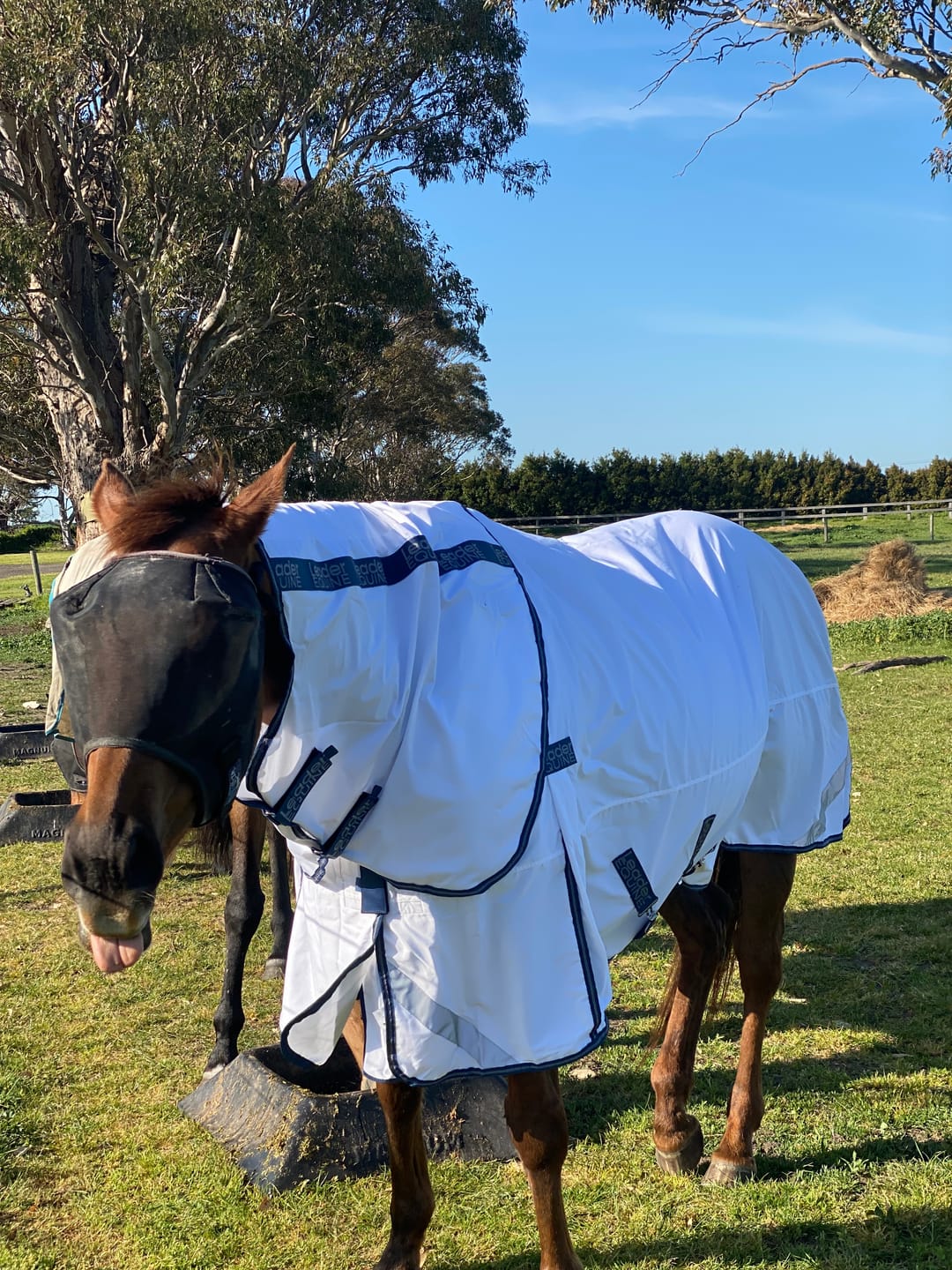 Customer photo review of LE Fieldsafe Summer Sheet