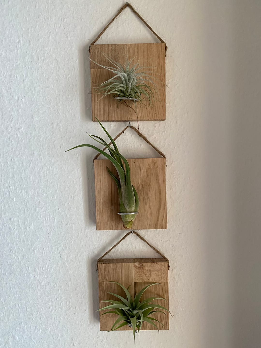 Customer photo review of Tillandsien Kachel - hängend
