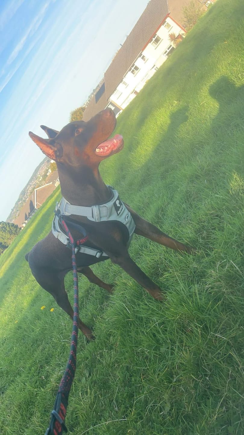 Customer photo review of Prime harness - Grey