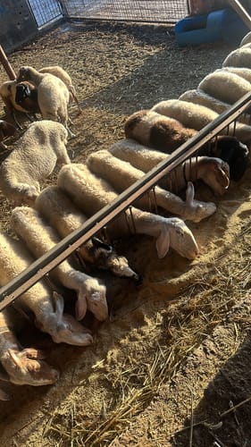 Customer photo review of Pace Pro (3'' Boost)