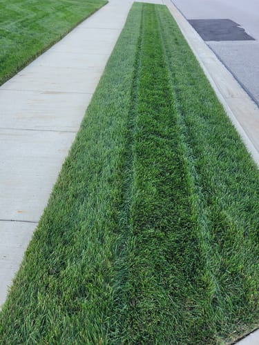 Customer photo review of GCI Turf Cool Blue Grass Seed