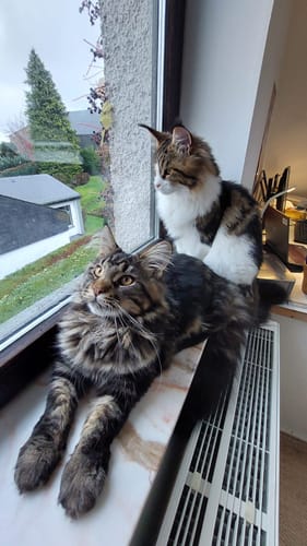 Avis photo d'un client sur Croquettes Maine Coon Stérilisé Sans Céréales - Poulet