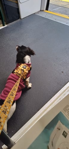 Customer photo review of Trail & Glow® Dog Harness - Wanna-Bee