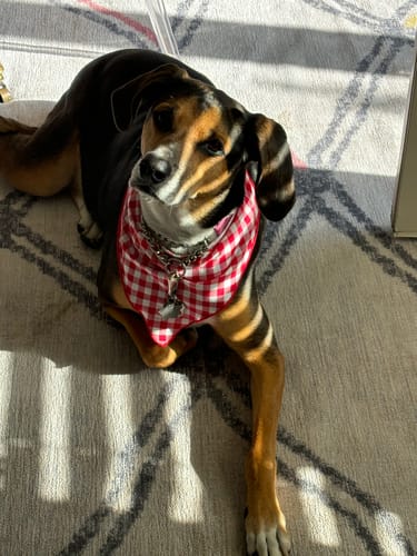 Customer photo review of Red Gingham Knit Dog Bandana