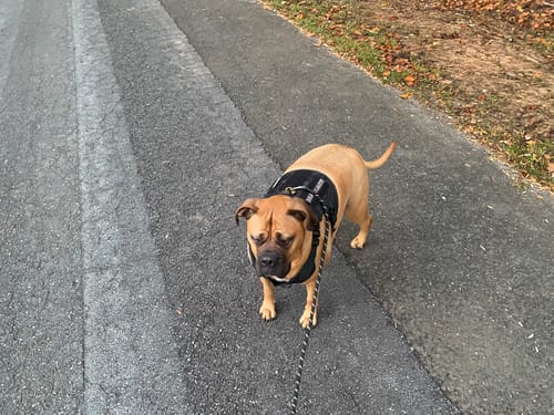 Customer photo review of Classic Heavy-Duty Tactical No-Pull Team K9™ Dog Harness With Front & Back D-Rings, Quick-Release Metal-Buckles, Hook & Loop Panels, & Top Handle