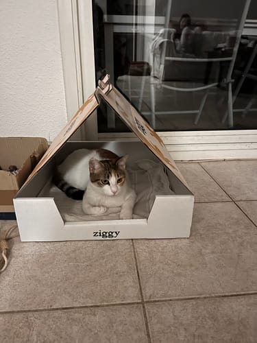 Avis photo d'un client sur Coffret Découverte Chaton - 1kg Croquettes + 8 Pâtées + 3 probiotiques