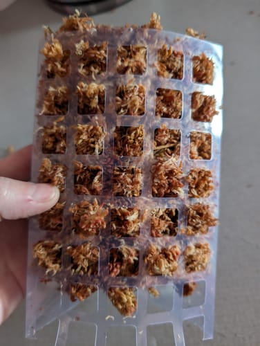 Customer photo of Premium Sphagnum Moss from Samantha B.