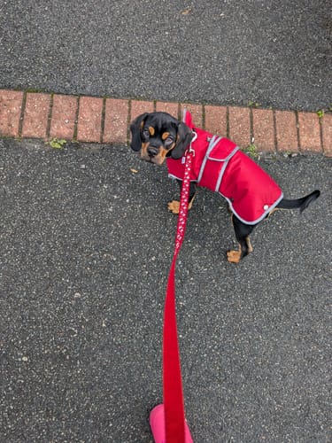 Customer photo review of STORM GUARD Dog Coat with Harness Hole