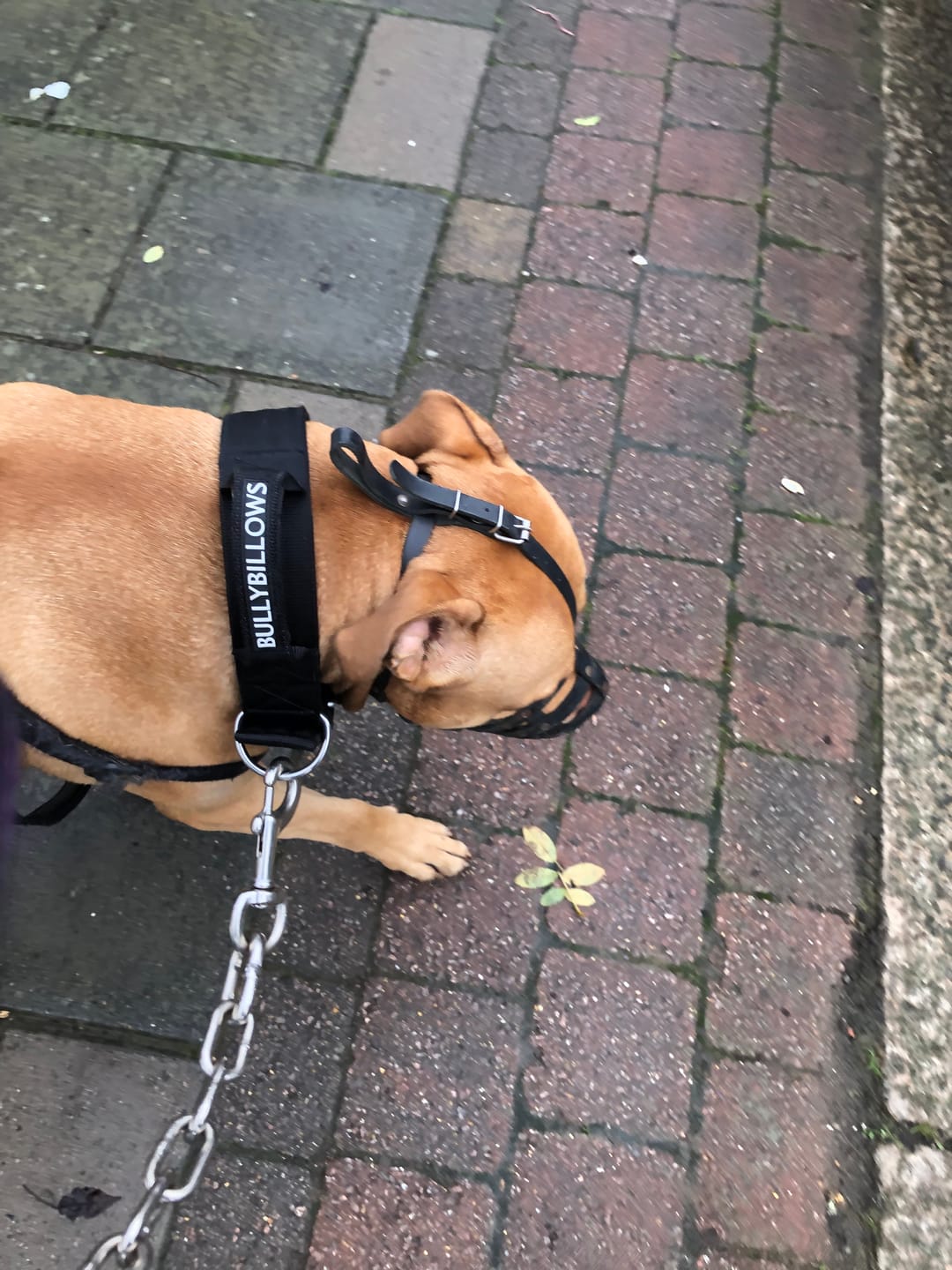 Customer photo review of 5cm Pin Buckle Collar | With Handle & Robust Hardware - Black