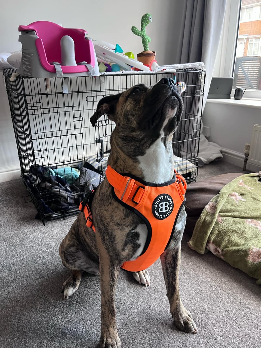 Customer photo review of Premium Comfort Harness | Non Restrictive & Adjustable - Orange v2.0