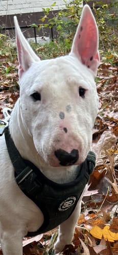 Customer photo review of Premium Comfort Tweed Harness | Non Restrictive & Adjustable - Forest Green