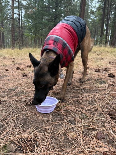 Customer photo review of Collapsible Dog Bowl