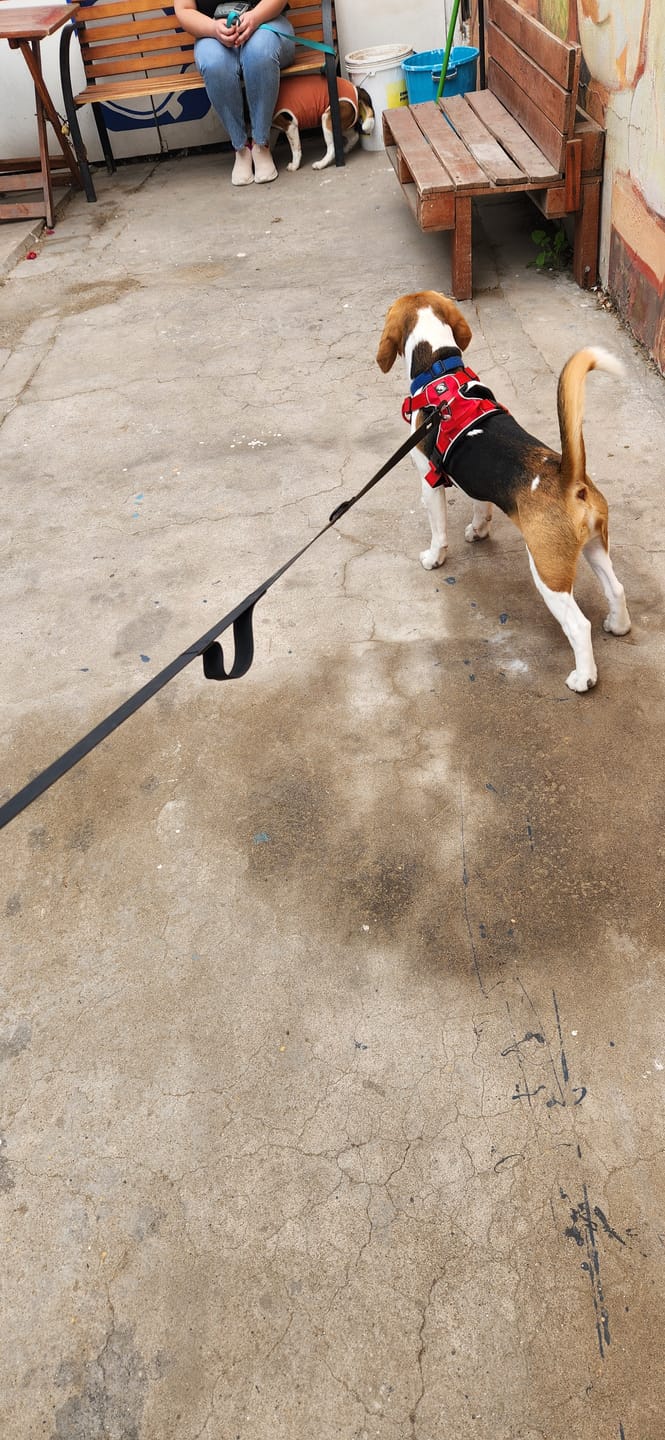 Customer photo review of Correa Multienganche para Perros - | PVC | 3 mts | Black