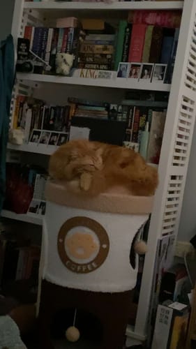 Customer photo review of Deluxe Coffee Cup Cat Tree Cat Scratcher