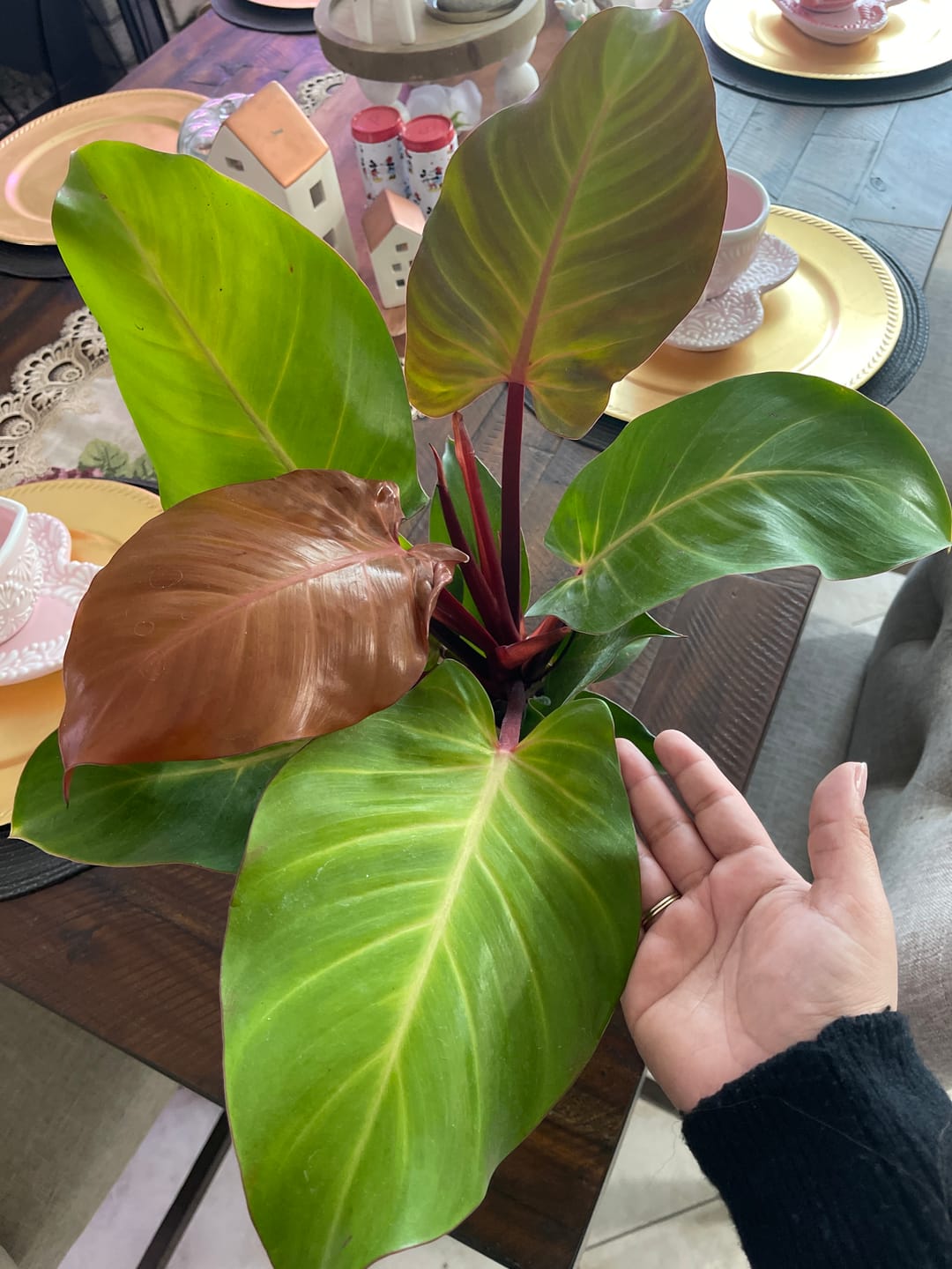 Customer photo review of Philodendron 'McColley's Finale'