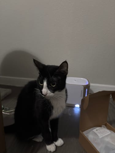 Customer photo review of Pet Water Fountain Filter (3Pcs)