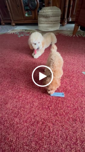 Customer video review of MIX FLAVORED CHEWS ( A PACK OF 6 STICKS )