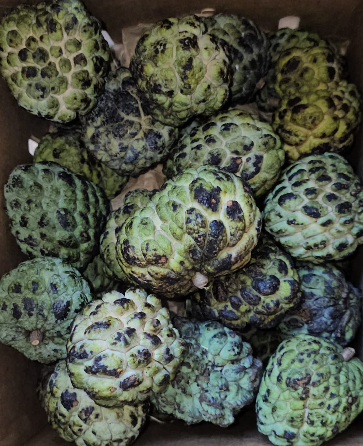 Customer photo review of Sugar Apple (Sweetsop) *Pre-Order*