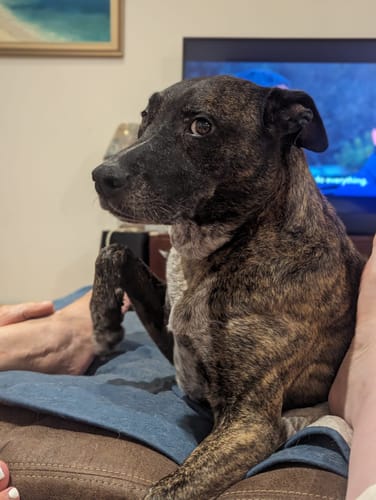 Customer photo review of 3 Pack Special - Australia's Best Natural Meal Topper + Scoop