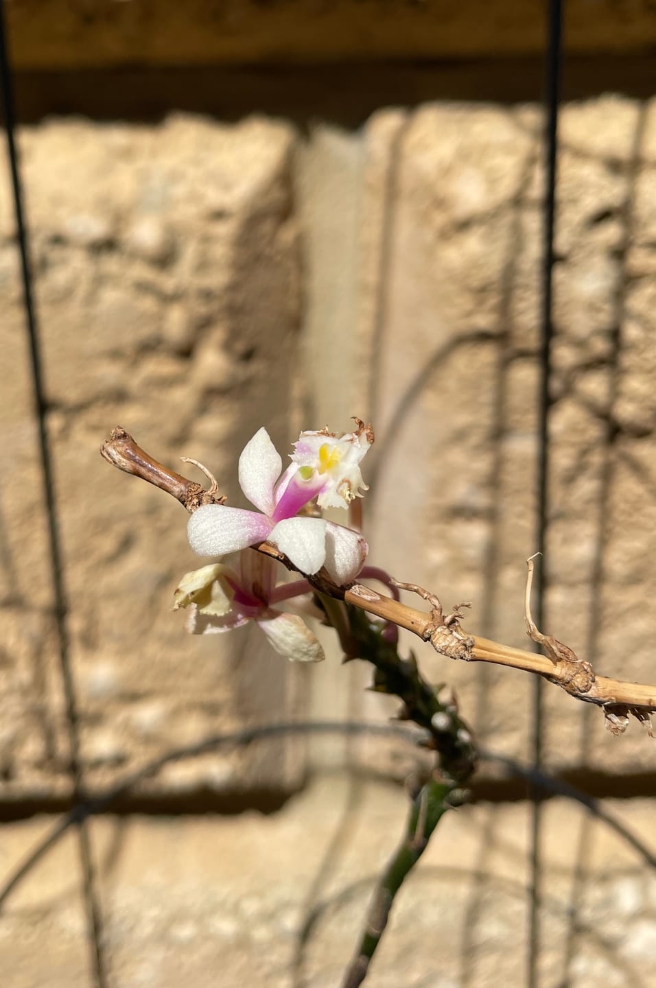 Customer photo review of Crucifix Orchid | Epidendrums | Orchidaceae