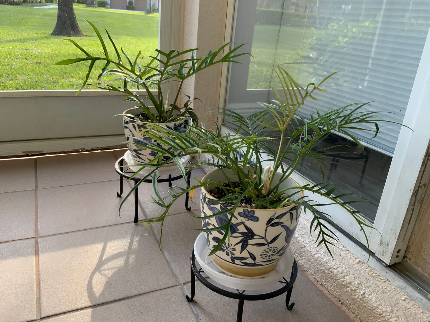 Customer photo review of GP Aroid Substrate Mix