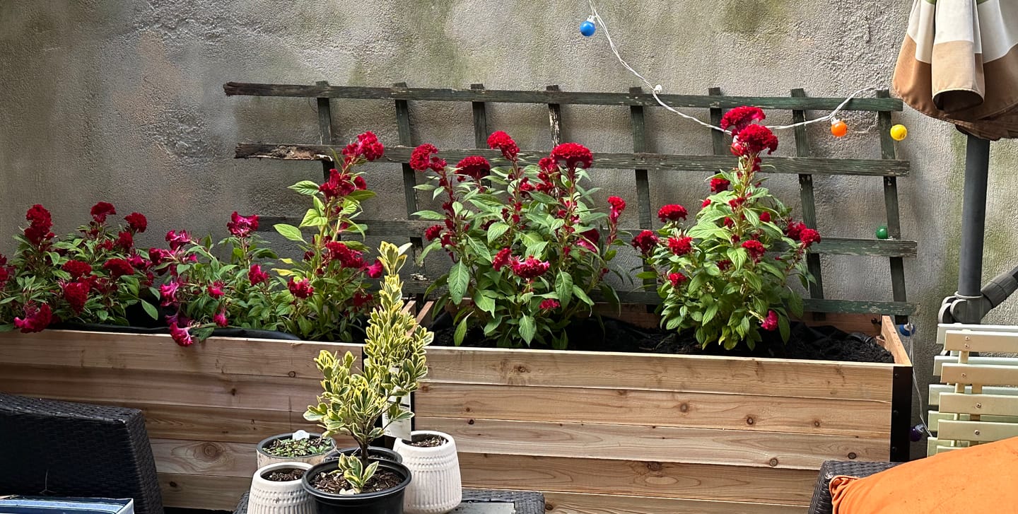 Customer photo review of Raised Garden Bed - 46cm x 122cm x 76cm