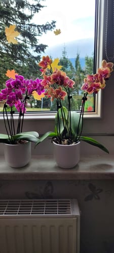 Customer photo review of Table Dance Orchideen Farbmix mit 3+ Stielen und weißer Keramik im 2er Set