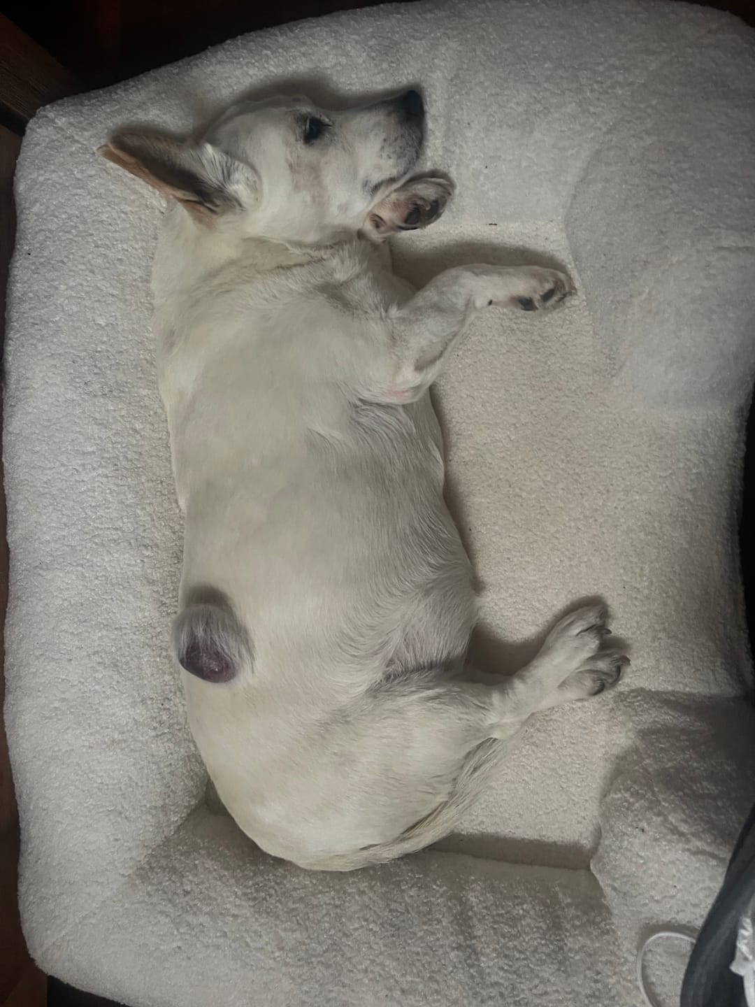 Customer photo review of PaWz Pet Boucle Bed