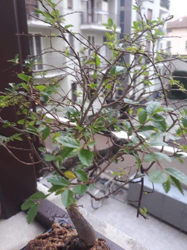 Customer photo review of DOMINATOR CB® (Autunno Nucleare)